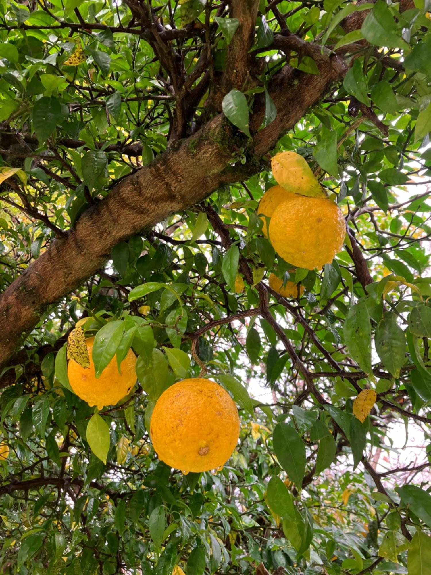 Otsu Nature Garden Akiruno 외부 사진